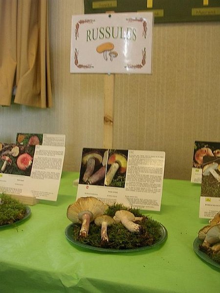 2008 10 Expo Bergerie Rambouillet 54